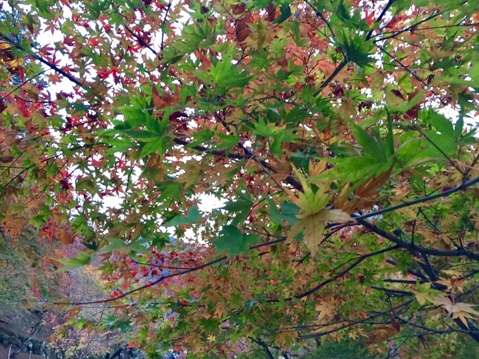 香嵐渓　紅葉