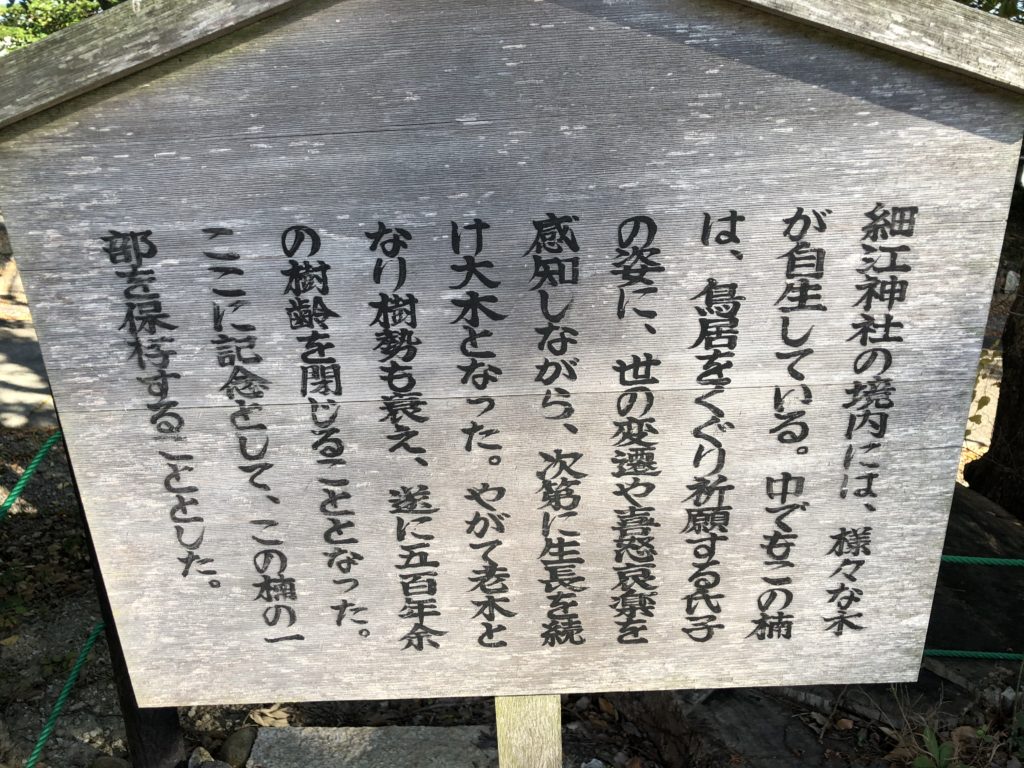 細江神社　パワースポット　巨木　ご神木