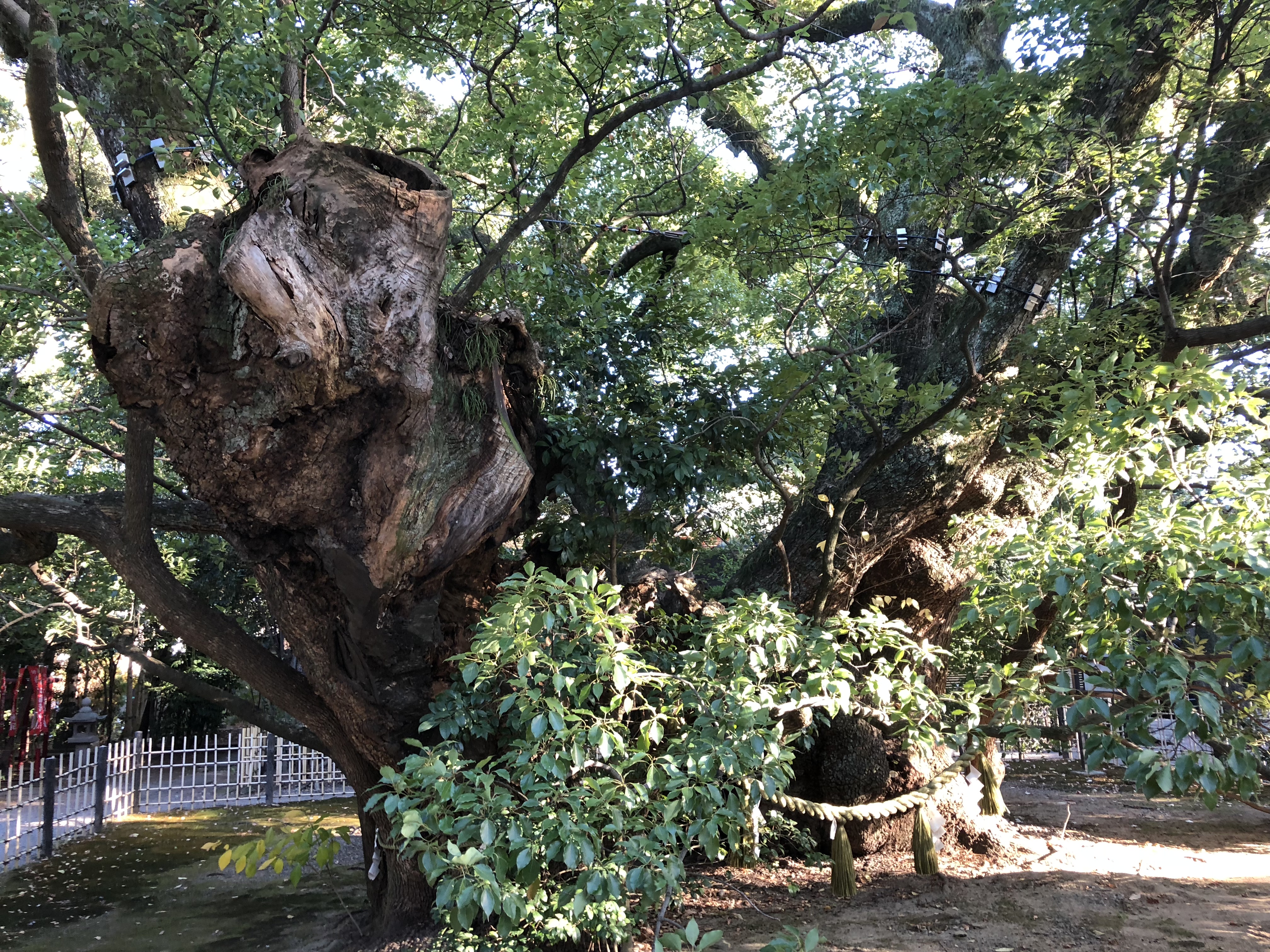 浜松八幡宮　雲立のクス　巨木