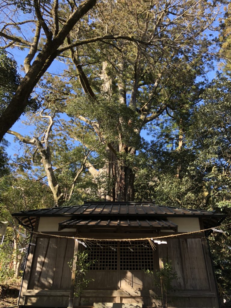 武速神社　将軍スギ　浜松　巨木　パワースポット