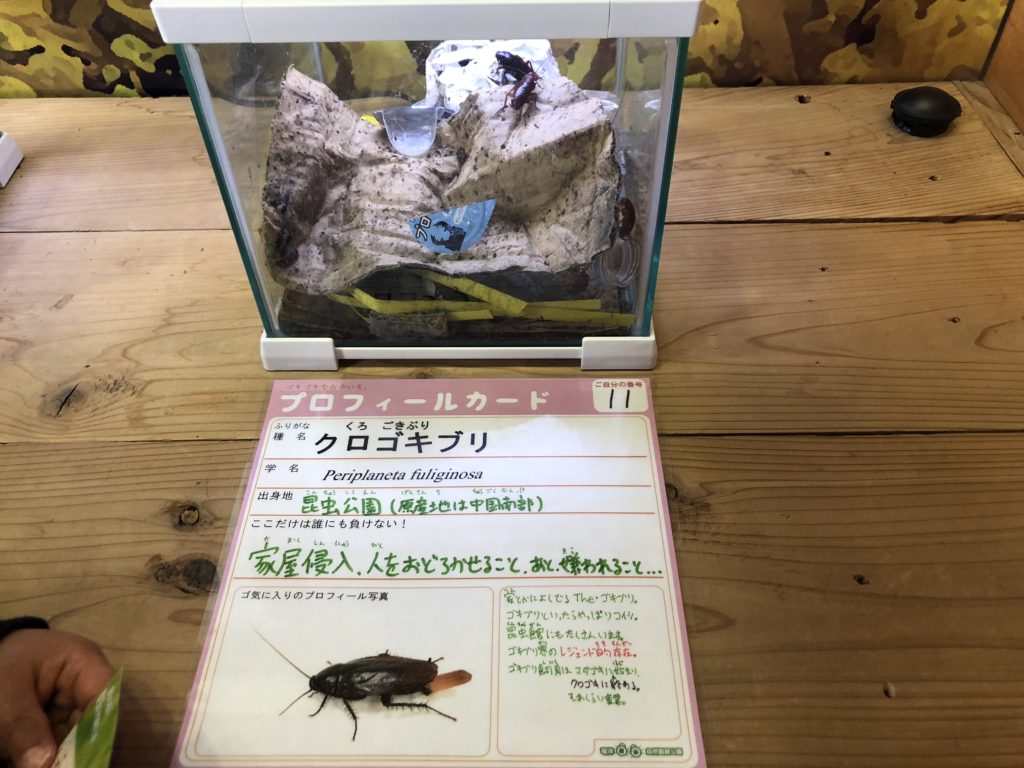ゴキブリ展　磐田市竜洋昆虫自然観察公園