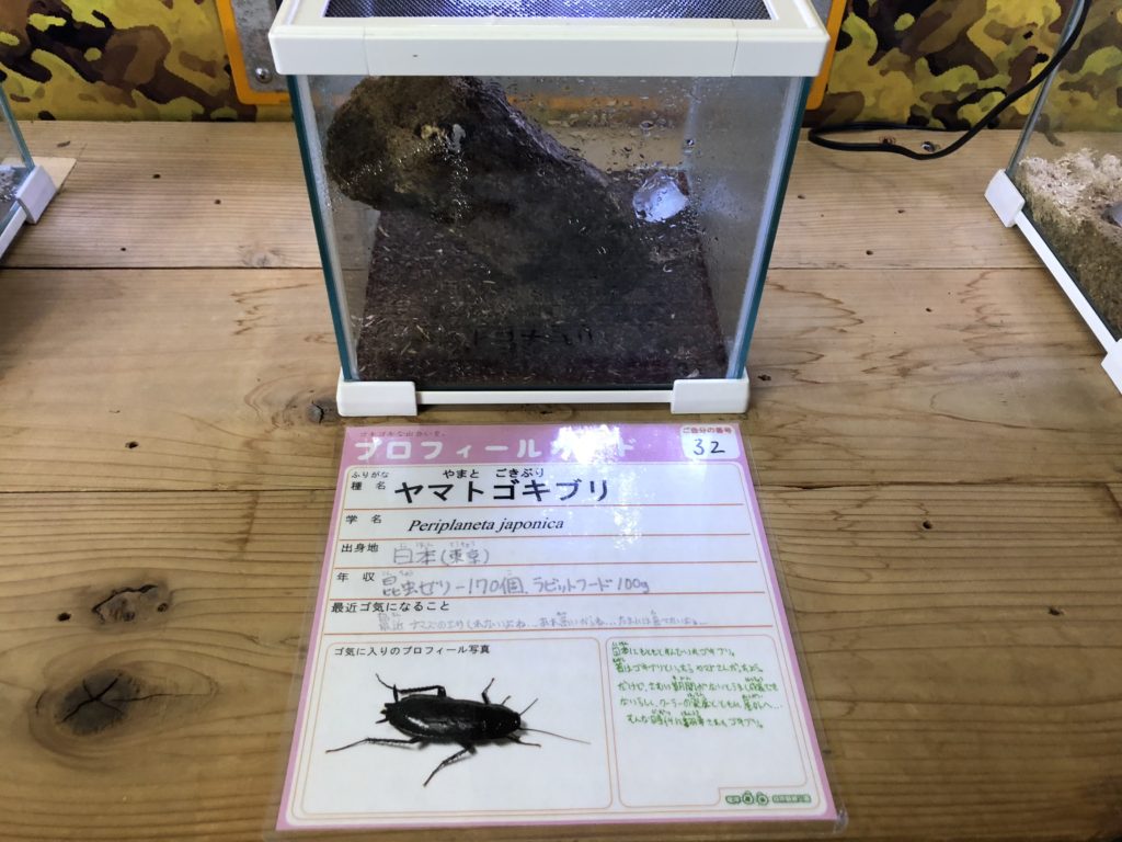 ゴキブリ展　磐田市竜洋昆虫自然観察公園