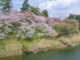 新城さくらまつり開催！桜淵公園でお花見しよう！ ー 愛知県新城市