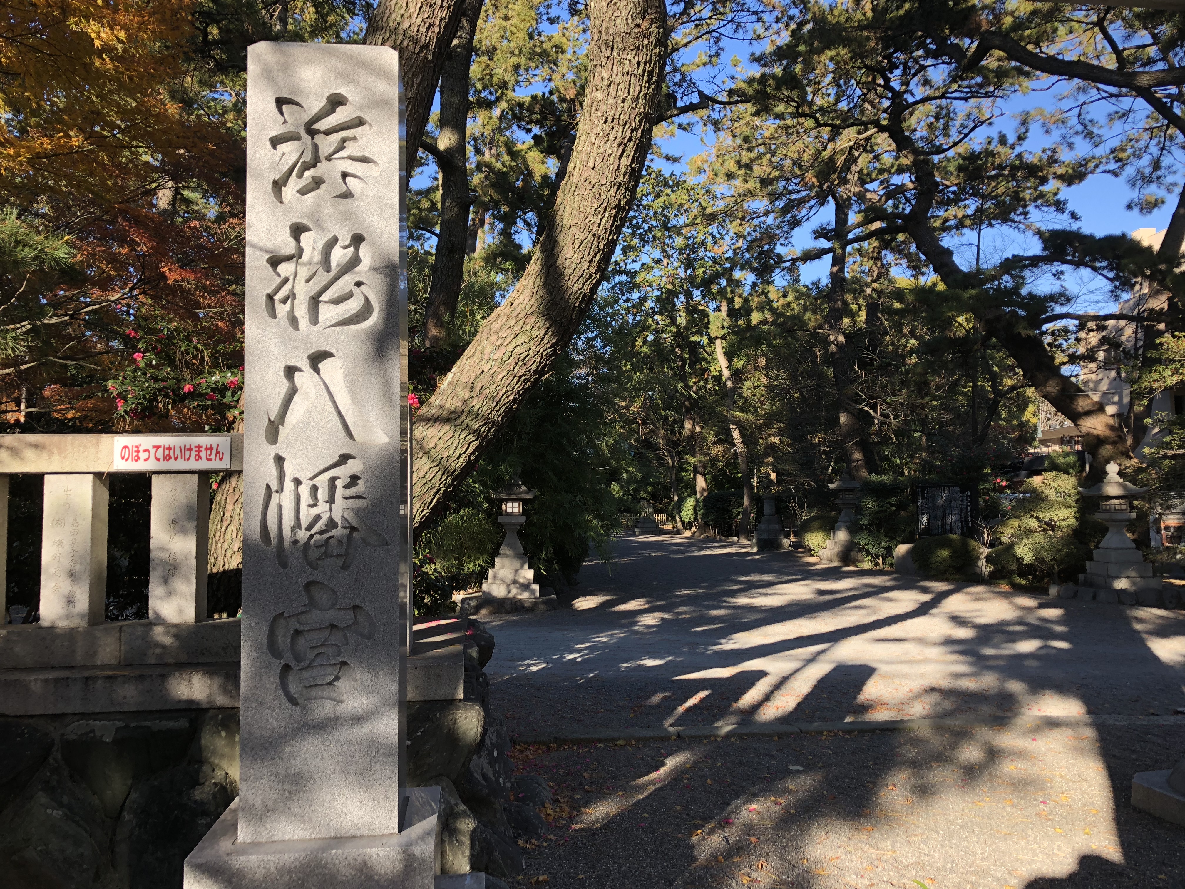 浜松八幡宮　雲立のクス　巨木