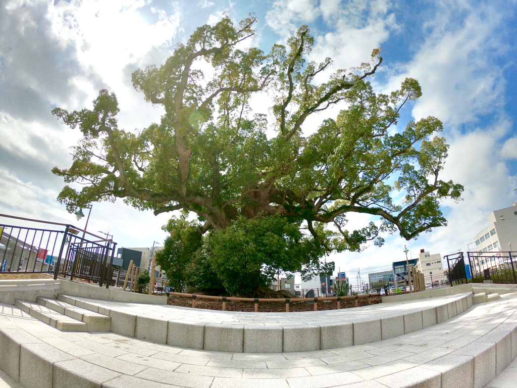 磐田駅の樹齢700年の大楠