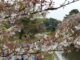 【お花見スポット】岡崎城（岡崎公園）でお花見しよう！ ー 愛知県岡崎市