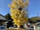 これは見るべき！樹齢600年「渋川大いちょう」は渋くてカッコイイ！ ー 浜松市北区引佐町渋川