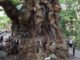 《パワースポット》全国２位！推定樹齢2,000年以上の大楠は熱海にあった！【來宮神社（きのみやじんじゃ）】